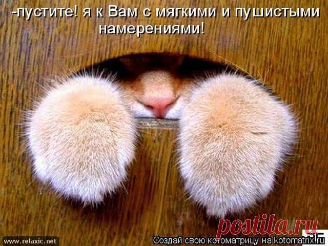 (+1) тема - Котоматрицы | Четвероногий юмор