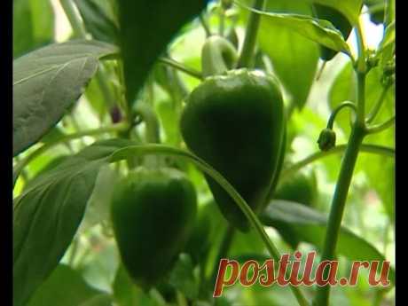 Советы тети Тани. Перцы