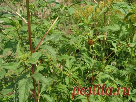 Хороша череда трехраздельная / Журнал садовода VladimirPonomarenko / 7dach.ru