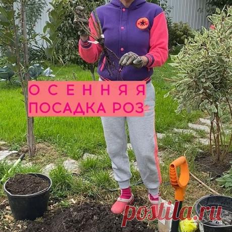 Самый главный плюс этой посадки- ваша Роза следующей весной полноценно цвести будет.👌🏽🔥
Ведущая из меня конечно никакая🤦🏽‍♀️🤪🤣постоянно слова пропускаю, нервничаю и морщу лоб😂но тем не менее:

✅выкопали яму 40 см в диаметре,50-70 см глубина. 

✅на дно горсть удобрений (суперфосфат двойной, который через год начнёт действовать), калимагнезию . Прикрыли землей. Чтоб корни не обжечь. 

🔥🔥🔥 Корневая шейка саженца или место прививки должны быть на 5 см ниже поверхнос...