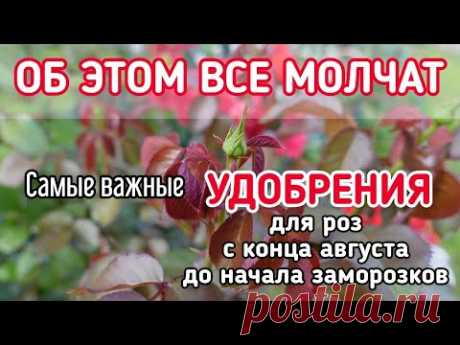 ЕСЛИ ХОТИТЕ, ЧТОБЫ #РОЗЫ ЗИМОВАЛИ БЕЗ УКРЫТИЯ - ВОТ ВАМ МОЙ #СЕКРЕТ.