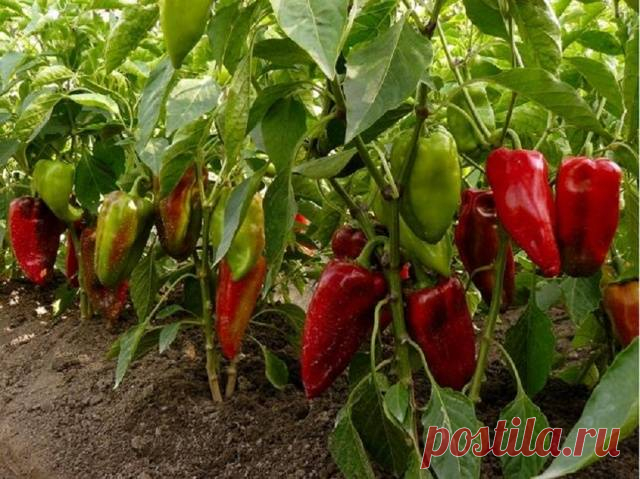 Самые крупноплодные сорта перца