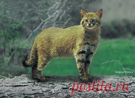 Кошка колоколо – хищник из Южной Америки. Краткое описание колоколо, фото и видео.