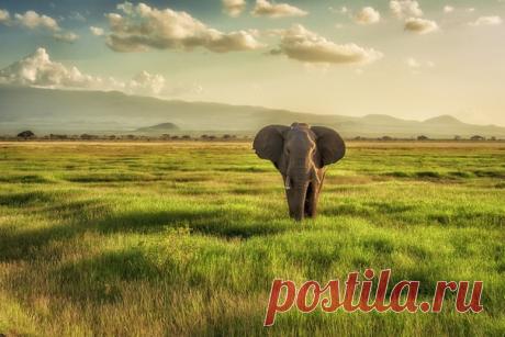 Одинокий слон в мягком свете вечернего солнца. Национальный парк Амбосели, Кения. Автор кадра – Олег Домалега: nat-geo.ru/community/user/164492