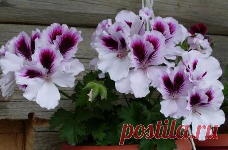 Пеларгония. Секреты размножения и выращивания в квартире | Сад и Огород | Яндекс Дзен