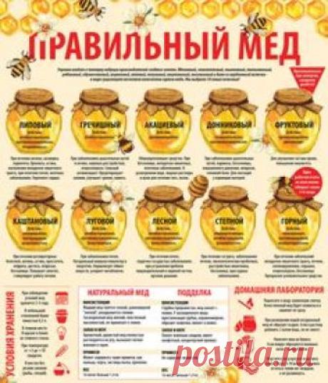 Инфографика. Правильный мед. Виды меда. Условия хранения меда. Лечение медом