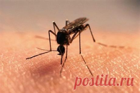 Спасение от комаров Сегодня я поделюсь с вами действительно чудодейственным средством от комаров. Теперь вы сможете спокойно поработать вечерком в огороде или же отдохнуть во дворе или в саду. Все ингредиенты для этого чудо-средства наверняка имеются в каждом доме. И даже не наверняка, а на все сто процентов. Потому что этими жидкостями мы пользуемся практически каждый день. Так что же это за компоненты