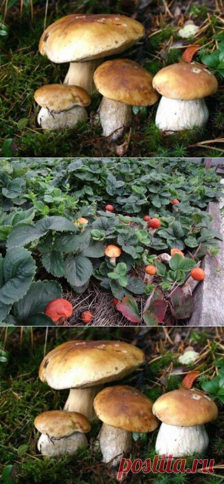 Как вырастить лесные грибы на участке