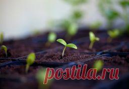 Органические подкормки для рассады - Садоводка