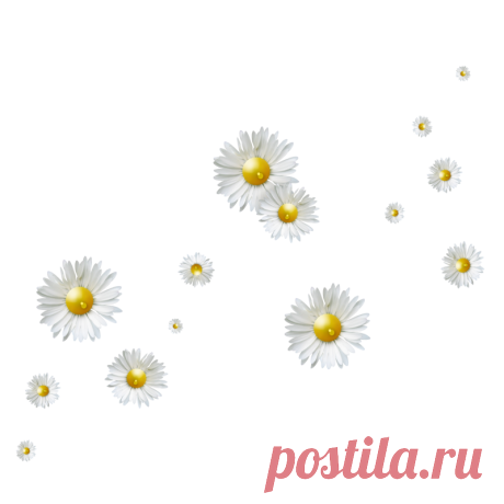 Плейкаст «РОМАШКА БЕЛАЯ, ЛЕПЕСТОЧКИ НЕЖНЫЕ!»