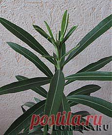 Олеандр: уход, выращивание, обрезка - Комнатные растения и цветы. Florets.ru