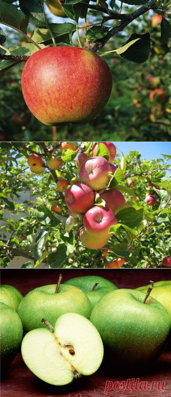 Светится яблоко спелостью лета
