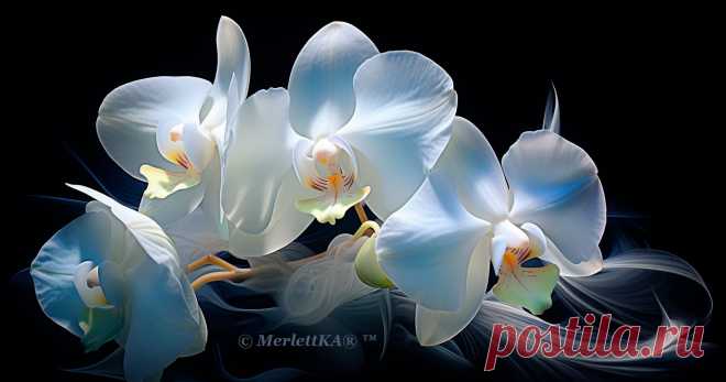 Как генерирует орхидею нейронка
Эти образцы существуют только на рисунке, потому что полностью придуманы и отрисованы нейросетью. 
Источник фото: нейросети Midjourney