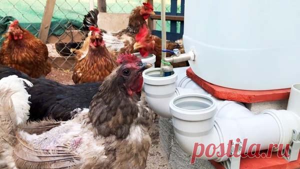 Автоматическая поилка для кур своими руками (15 фото)
