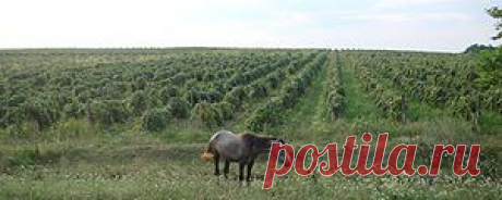 Виноделие в Молдавии — Википедия