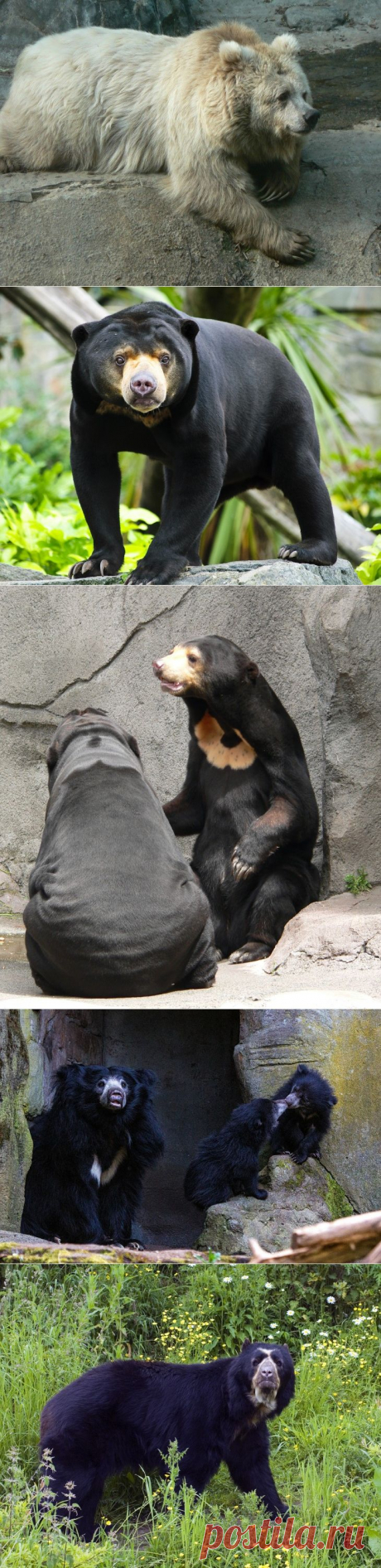 8 видов медведей, которых мы раньше не видели, а зря
