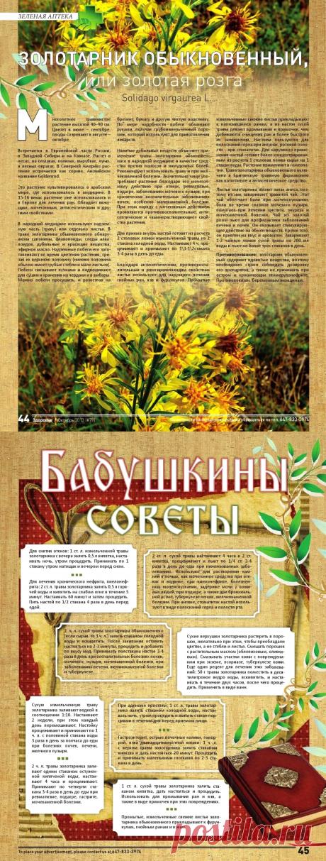 Золотарник обыкновенный или золотая розга