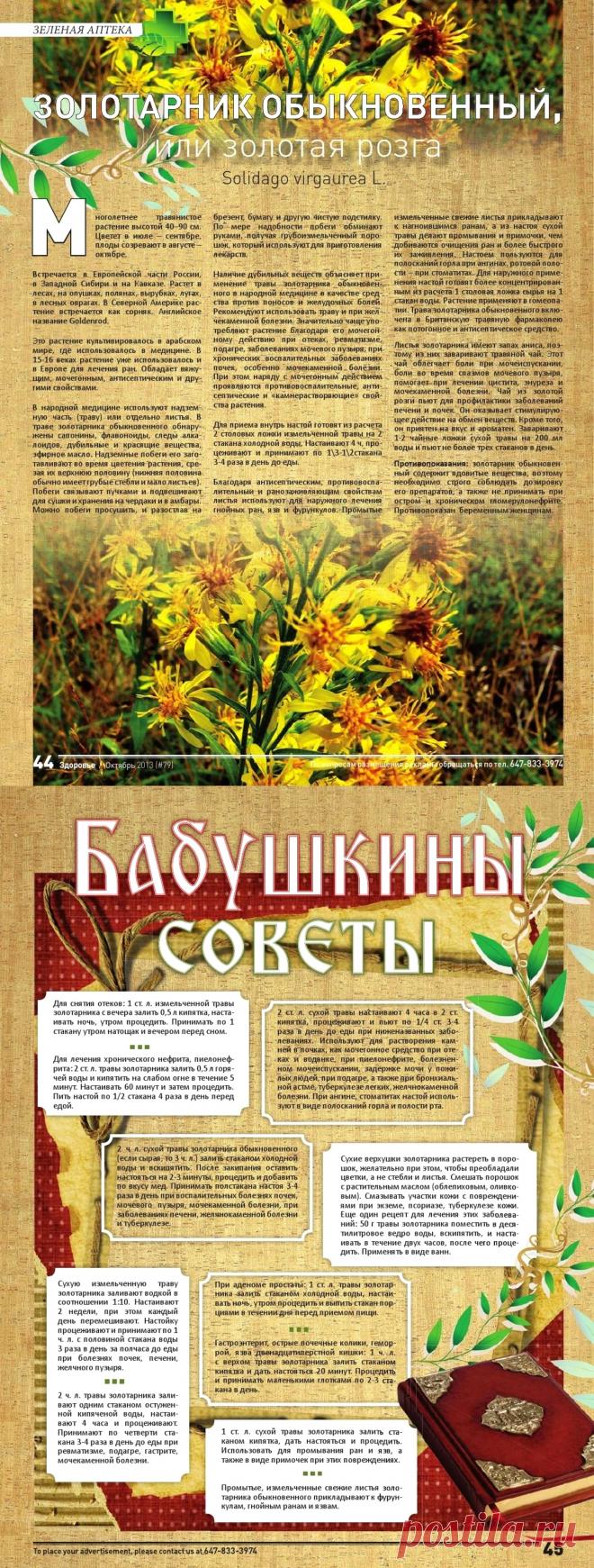 Золотарник обыкновенный или золотая розга