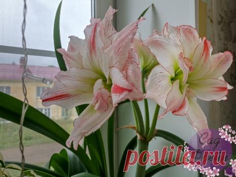 Между жизнью и сном: что делаю с Гиппеаструмом в августе, чтобы правильно отправить на покой в сентябре. "Детей"-то куда девать? | Сад Фрейи | Дзен