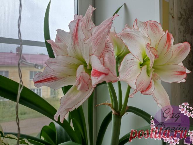 Между жизнью и сном: что делаю с Гиппеаструмом в августе, чтобы правильно отправить на покой в сентябре. 