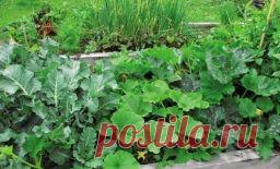 Что с чем сажать, чтобы увеличить урожай - Садоводка