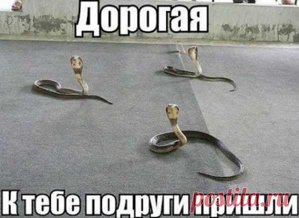 смешные картинки | Афоризмы, высказывания, фразы, цитаты, мудрые мысли