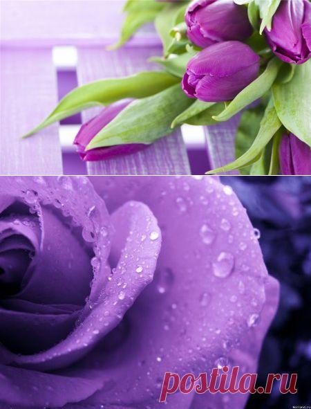 И в лете есть сиренево - фиолетовый цвет.