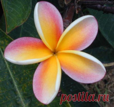 франжипани...: 32 тыс изображений найдено в Яндекс.Картинках