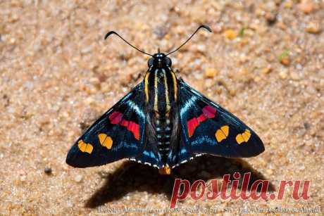 Mimoniades versicolor

Ареал: Южная Америка