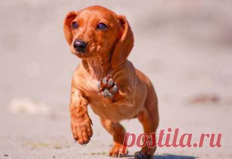 Такса карликовая: особенности и разновидности породы