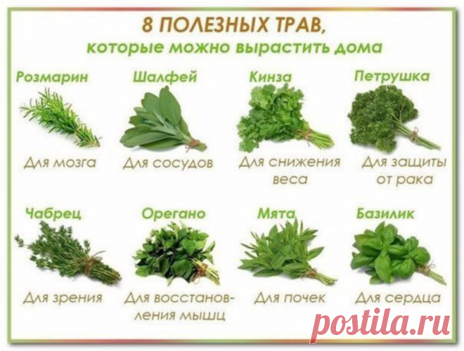 Восемь полезных трав, которые можно вырастить дома — СОВЕТНИК