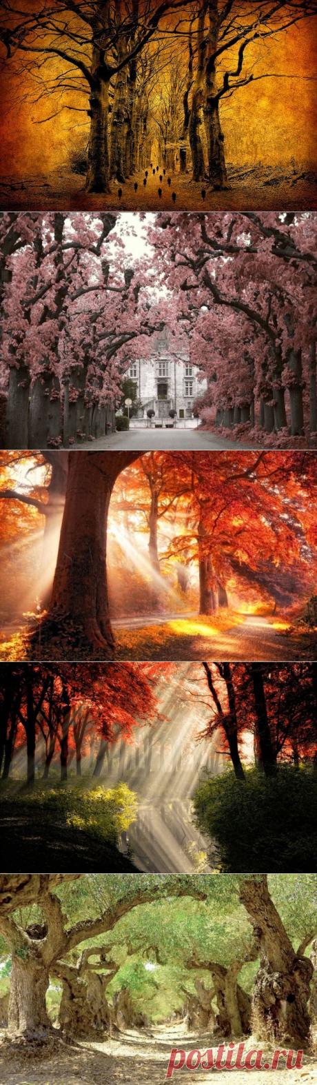 Красивые фотографии природы от Lars van de Goor | Мир Фотографии