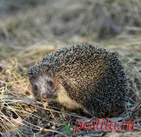 Животные из древности