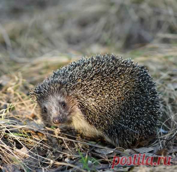 Животные из древности