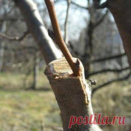 Семь причин перепривить дерево | Садовод (Усадьба)