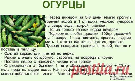 В копилку огородника! Полезные советы ниже  ↓↓↓