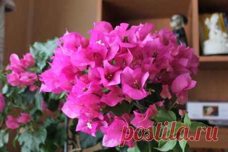 Как цветет и размножается Бугенвиллия в домашних условиях : уже 5 лет :) | Есть время под солнцем | Яндекс Дзен