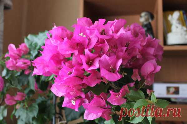 Как цветет и размножается Бугенвиллия в домашних условиях : уже 5 лет :) | Есть время под солнцем | Яндекс Дзен