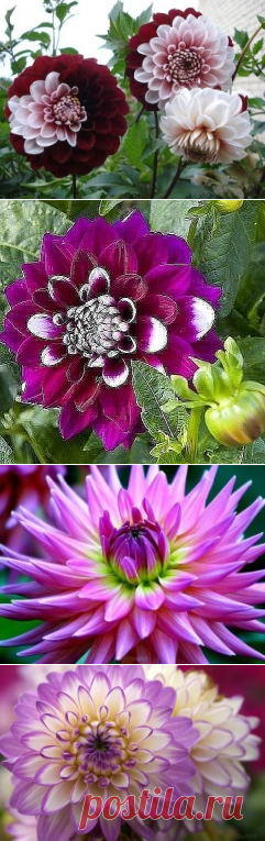 (15) Одноклассники