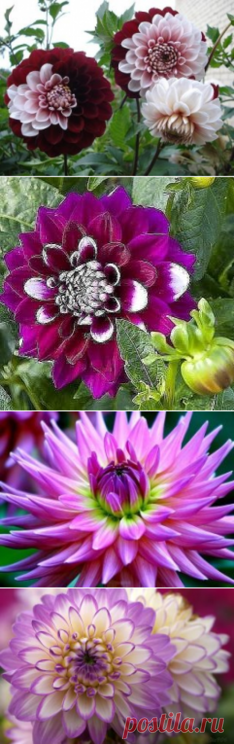 (15) Одноклассники