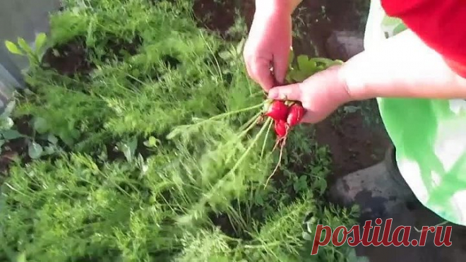 Вот так РЕДИСКА!!! Хитрый способ дал свой урожай.