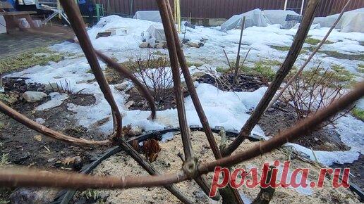 Обрезаю пятилетний куст метельчатой гортензии Ванилла Фрейз