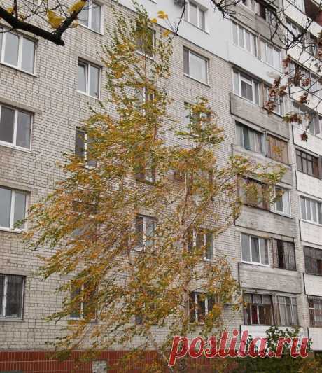 Я спросил у осени....