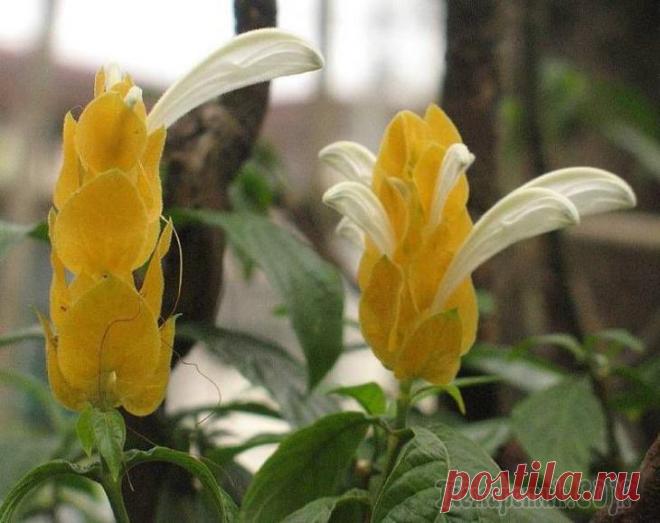 Пахистахис уход в домашних условиях с фото