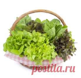 Как освежить увядшую зелень »