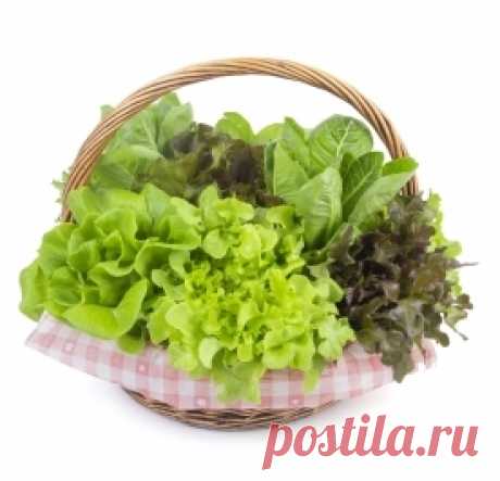 Как освежить увядшую зелень »