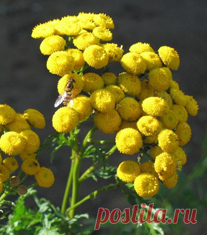 Цветы из фоамирана и глины Марины Ченцовой