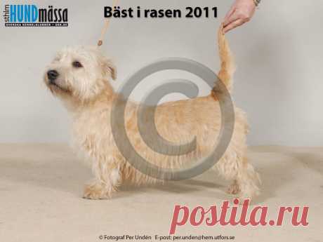 IRISH GLEN OF IMAAL TERRIER Namn:C.I.B&NORD UCH, FI JV-07, FI UCH, FI V-07, NORD JV-07, SE UCH GLEANN ODE  Ägare:ANN-MARI ASSINEN, JUMESNIEMI FINLAND Uppfödare:ASSINEN ANN-MARI, FIN-39100 HÄMEENKYRÖ