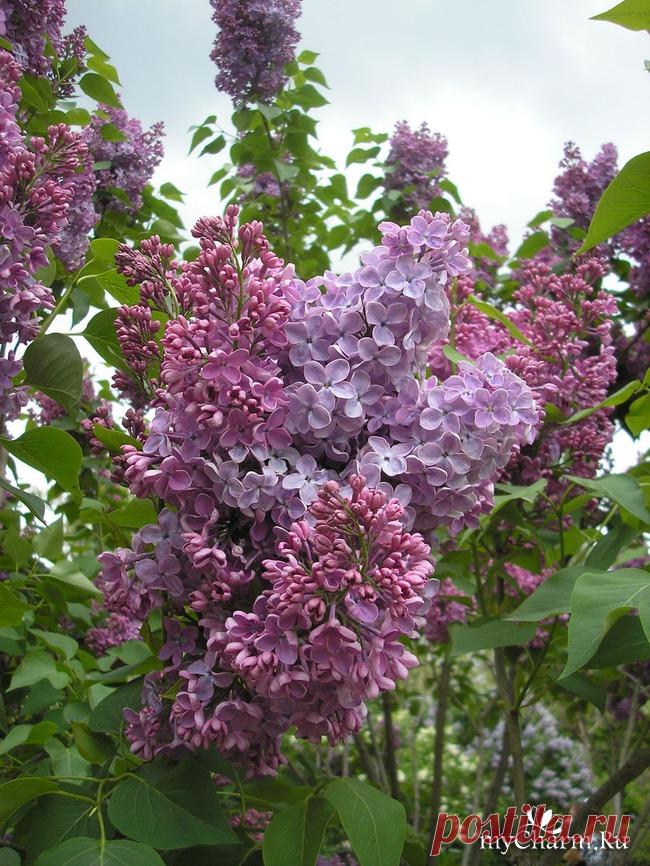 Сирень. Ее действие и применение: Группа Женское здоровье