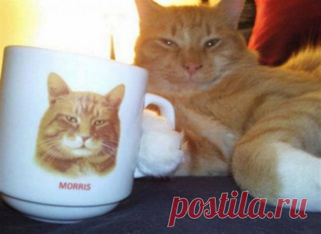 30 котиков, в существование которых сложно поверить